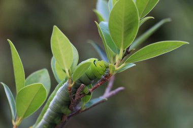 Oleander şahin güvesi tırtılları, bulanık doğa arka planına sahip ağaç dalının üzerinde yer alır..
