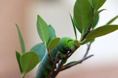 Ağacın arka planı bulanık olan dalında Oleander şahin güvesi tırtılları (.