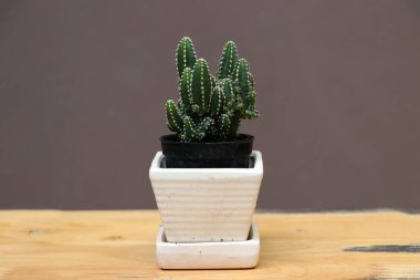 Tahta zemindeki küçük tencerede mini kaktüs ve kahverengi arka plan. Kalın ve etli bir gövdesi olan sulu bir bitkidir. Genellikle dikenleri vardır, yaprakları yoktur..