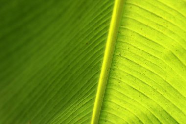 Yeşil muz yaprağının dokusu. Yeşil yaprak deseni soyut.