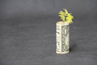 Bir Amerikan doları ve genç bitkiler koyu gri zemin ve arka planda büyür. Para büyümesi veya para birimi faizi kavramı.