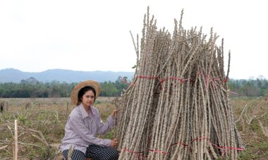 Tapyoka bacaklı kadın çiftçi Cassava çiftliğinde yığını birlikte kesiyor..