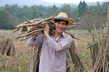 Erkek çiftçi ayakta ve omuz tapyoka uzuvları Cassava çiftliğinde yığını birlikte kesiyor..