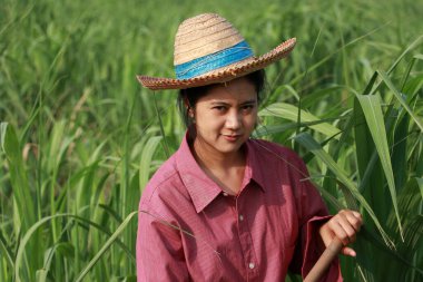 Şeker kamışı çiftliğinde çalışan ve uzun kollu kırmızı gömlekli hasır şapkalı bir kadın çiftçi..