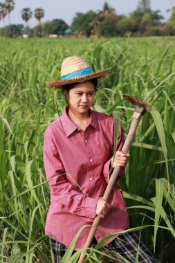 Şeker kamışı çiftliğinde çalışan ve uzun kollu kırmızı gömlekli hasır şapkalı bir kadın çiftçi..
