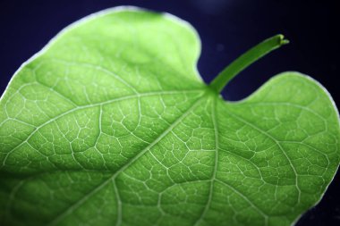 Yeşil ağlı yaprak porsiyonunun kapatılması, yeşil yapraklı retikülasyon havalandırması.