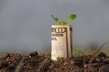 Amerika 'nın on dolarlık banknotu yuvarlandı ve toprakta büyüyen genç bitki. Para büyümesi veya para birimi faizi kavramı.