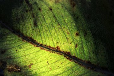 Yeşil ağlı yaprak porsiyonunun kapatılması, yeşil yapraklı retikülasyon havalandırması.