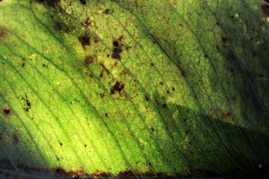 Yeşil ağlı yaprak porsiyonunun kapatılması, yeşil yapraklı retikülasyon havalandırması.
