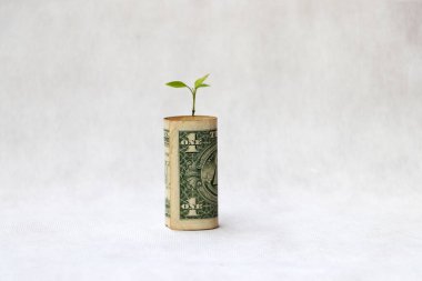 Amerika 'nın bir dolarlık banknotu yuvarlandı ve beyaz zeminde büyüyen genç bir bitki. Para büyümesi veya para birimi faizi kavramı.