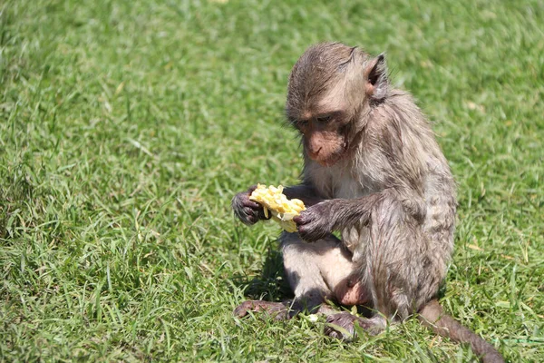 Mono Macaco Come Cangrejos Sentado Green Ward Comiendo Maíz — Foto de Stock