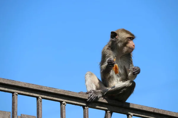 Macaco Caranguejo Macaco Sentado Trilho Ferro Comer Comida Mão — Fotografia de Stock