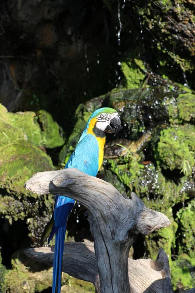 Macore Oiseau Beau Perroquet Oiseau Perché Sur Bois Sec Avec — Photo