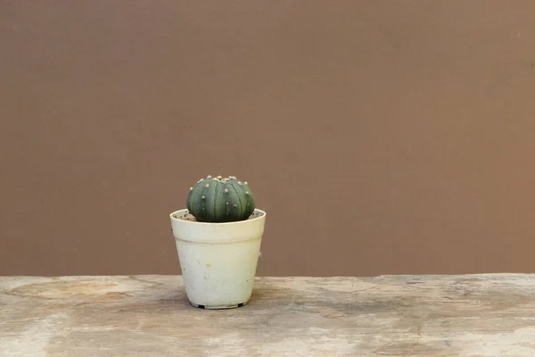 Mini Cactus Small Pot Wooden Floor Brown Background Succulent Plant — Stock Photo, Image