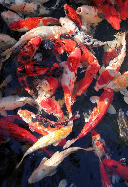 Suda bir sürü renkli sazan balığı dolaşıyor. Çerçevedeki tüm süslü balıkların arka planı.