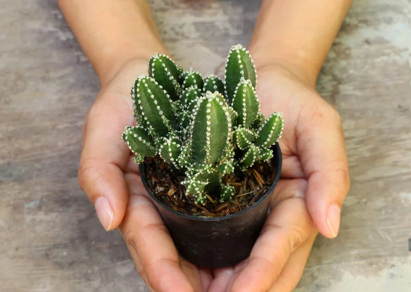 Kaktus Mini Pot Kecil Telapak Tangan Lantai Kayu Ini Adalah — Stok Foto