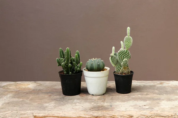Tiga Kaktus Mini Dalam Pot Kecil Hitam Lantai Kayu Dan — Stok Foto