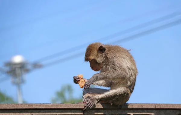 カニ食鉄のレールに座っているマカク猿と青空を背景に手料理 — ストック写真