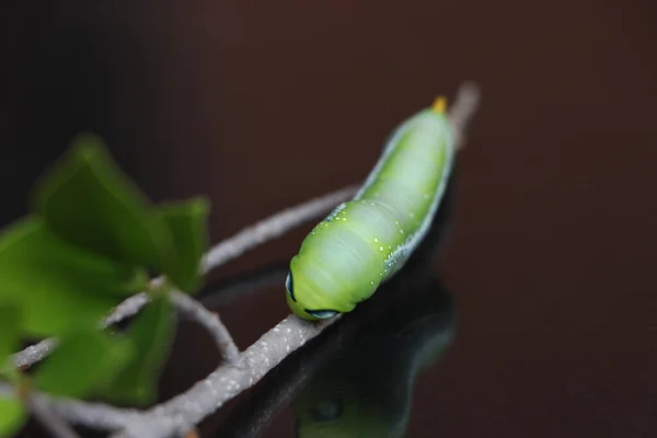 올랜도 애벌레 Daphnis Nerii Sphingidae 어두운 배경을 — 스톡 사진