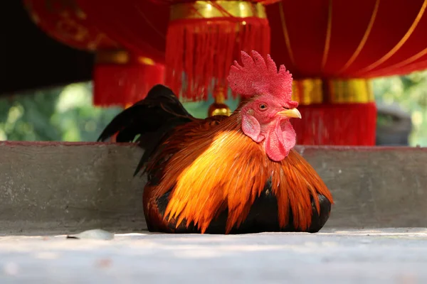 Ayam Berbaring Lantai Beton Dan Keluar Fokus Lentera Merah Ayam — Stok Foto