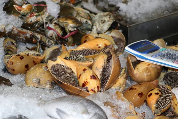 Monster sea snail and calculator in the tray with ice and out focus fish and crab, for sell in the fresh market.