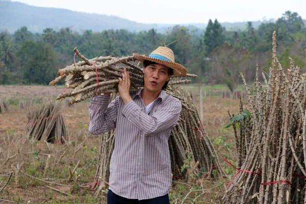 Male Farmer Standing Shoulder Tapioca Limb Cut Stack Together Cassava — Stock Photo, Image