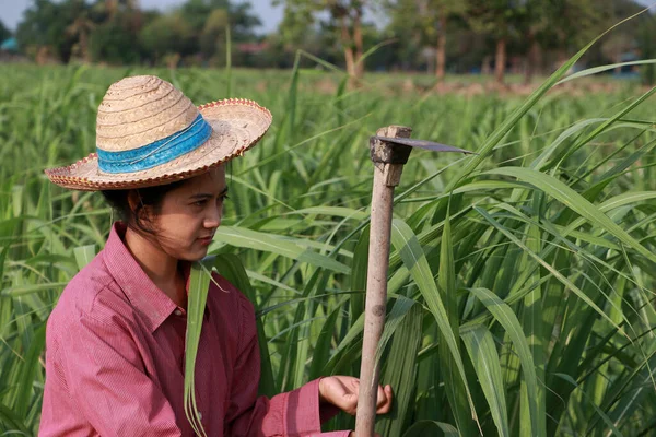 Woman Farmer Hoe Hand Working Sugarcane Farm Wearing Straw Hat — Stock Photo, Image