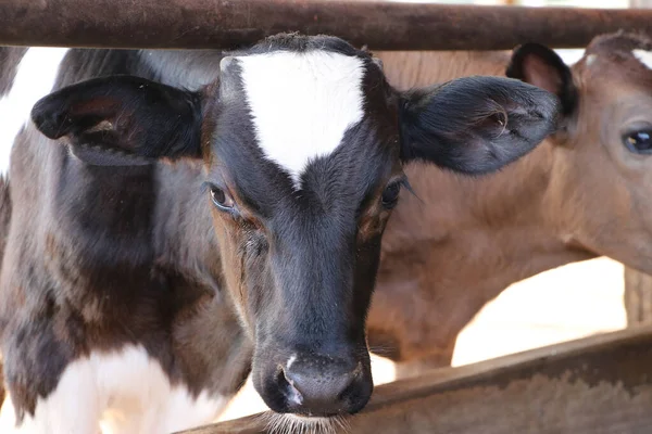 Closeup Face Cows Raised Milk Production Black White Color — Stock Photo, Image