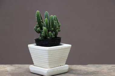 Tahta zemindeki küçük tencerede mini kaktüs ve kahverengi arka plan. Kalın ve etli bir gövdesi olan sulu bir bitkidir. Genellikle dikenleri vardır, yaprakları yoktur..