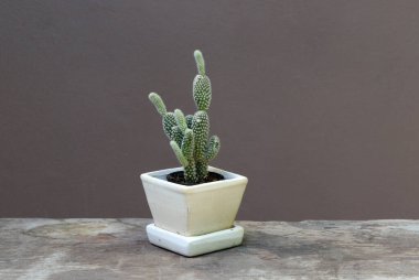 Tahta zemindeki küçük tencerede mini kaktüs ve kahverengi arka plan. Kalın ve etli bir gövdesi olan sulu bir bitkidir. Genellikle dikenleri vardır, yaprakları yoktur..