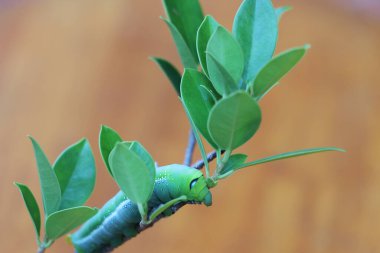 Oleander şahin güvesi tırtılları (, Sphingidae) ağaç dalında, ahşap zeminde..