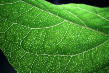 Yeşil ağlı yaprak porsiyonunun kapatılması, yeşil yapraklı retikülasyon havalandırması.