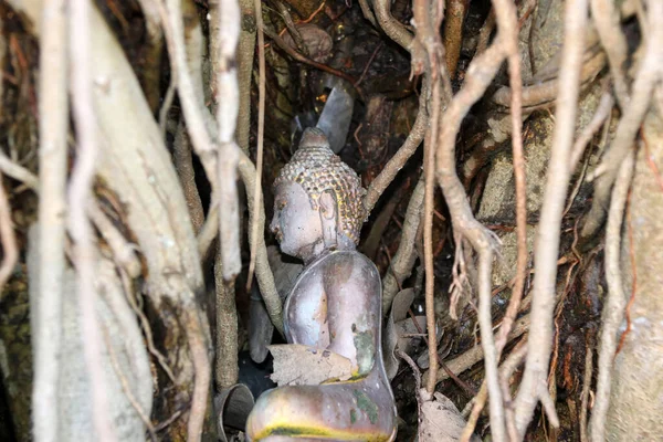 Statue Bouddha Est Dans Les Racines Banyan — Photo