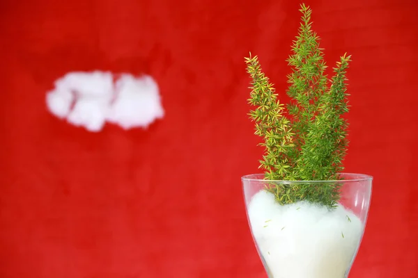 Drei Mini Weihnachtsbäume Auf Dem Weißen Capoc Symbol Des Schnees — Stockfoto