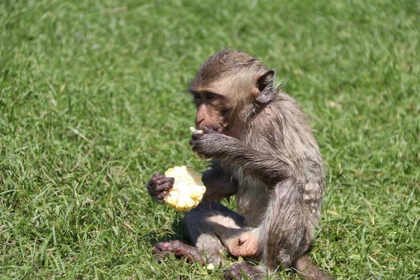 Monyet Macaque Pemakan Kepiting Duduk Greensward Dan Makan Jagung — Stok Foto