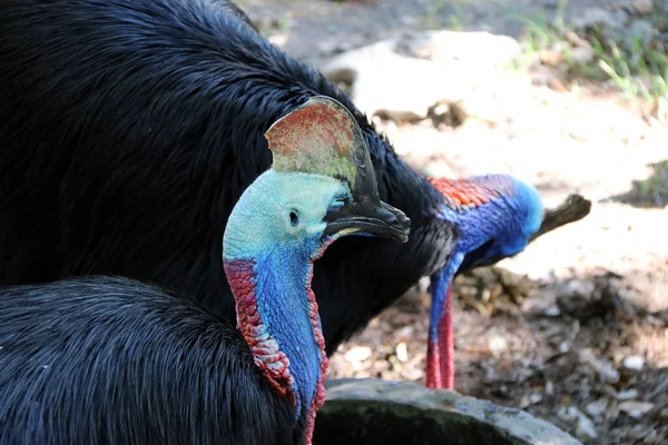 Południowy Cassowary Ptak Lub Dwurzędowy Cassowary Piękno Kolorowe Głowy — Zdjęcie stockowe