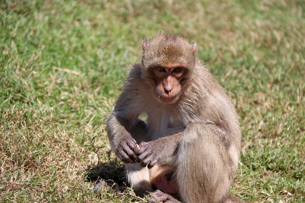 Mono Macaco Come Cangrejos Sentado Green Ward — Foto de Stock