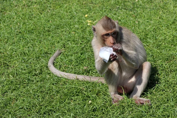 Mono Macaco Come Cangrejos Sentado Green Comiendo Agua Dulce Plástico — Foto de Stock
