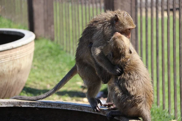 Dua Monyet Bermain Nakal Mulut Mangkuk Air Oval Lebar — Stok Foto