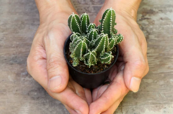 Kaktus Mini Pot Kecil Telapak Tangan Lantai Kayu Ini Adalah — Stok Foto