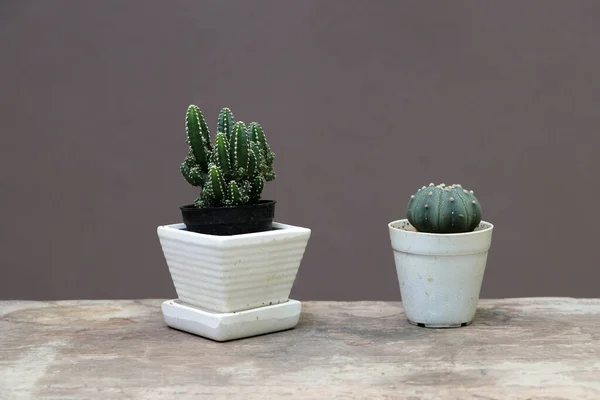 Two Mini Cactus Small Pot Wooden Floor Brown Background Succulent — Stock Photo, Image