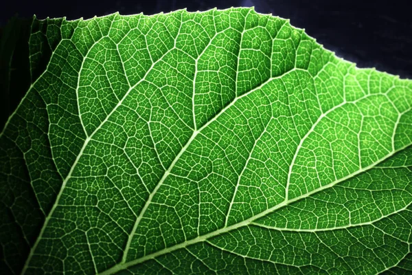 Sluiten Van Een Deel Van Groene Netaderen Blad Reticulate Venation — Stockfoto