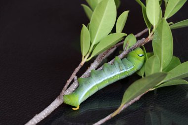 Oleander şahin güvesi tırtılları (, Sphingidae) ağacın dalında, karanlık refleks zemininde..