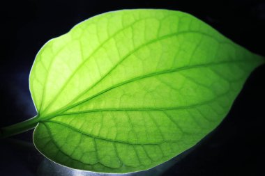 Yeşil ağlı yaprak porsiyonunun kapatılması, yeşil yapraklı retikülasyon havalandırması.