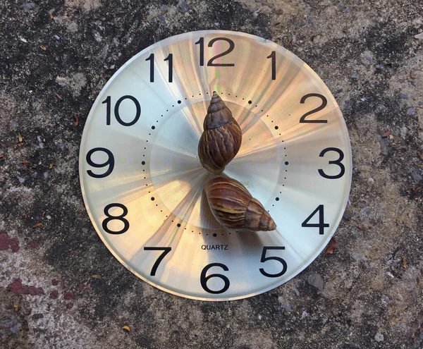 Dois Caracol Cara Relógio Redondo Como Uma Hora Minuto Mãos — Fotografia de Stock