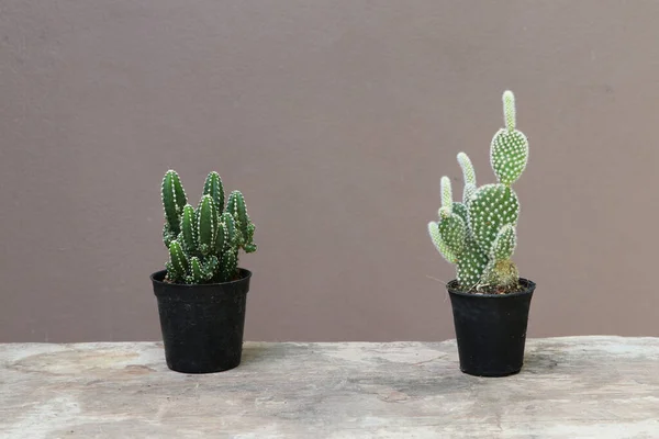 Dua Kaktus Mini Dalam Pot Kecil Hitam Lantai Kayu Dan — Stok Foto