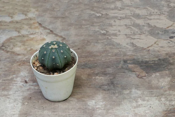 Kaktus Mini Dalam Pot Kecil Putih Lantai Kayu Ini Adalah — Stok Foto