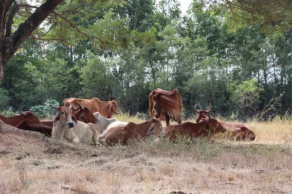Стада Коров Лежащих Лугу Тенью Дерева — стоковое фото