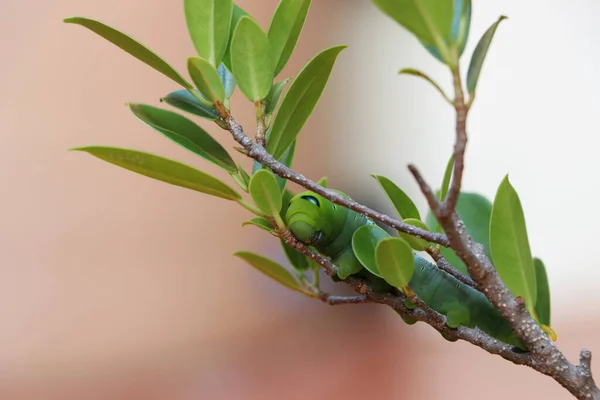 Oleander Hawkmoth Caterpillar Daphnis Nerii Sphingidae Ветке Дерева Размытым Фоном — стоковое фото