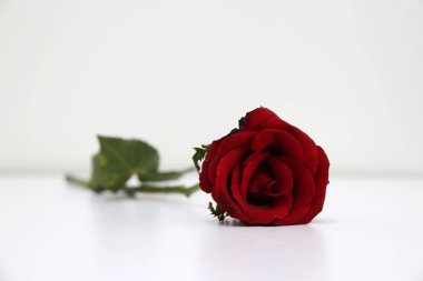 Beyaz zeminde kırmızı gül ve yeşil yaprak rengi. Aşk ya da sevgililer günü konsepti.